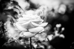 Rn206968006-Rosenblüte im Zauberlicht-sw